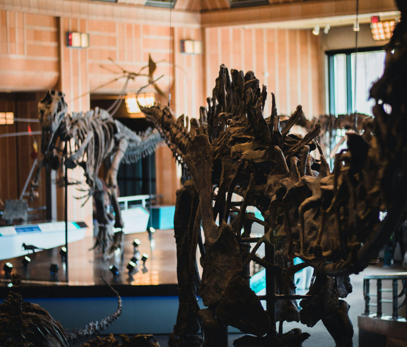 VQ Museum Studio - Natural History Exhibition